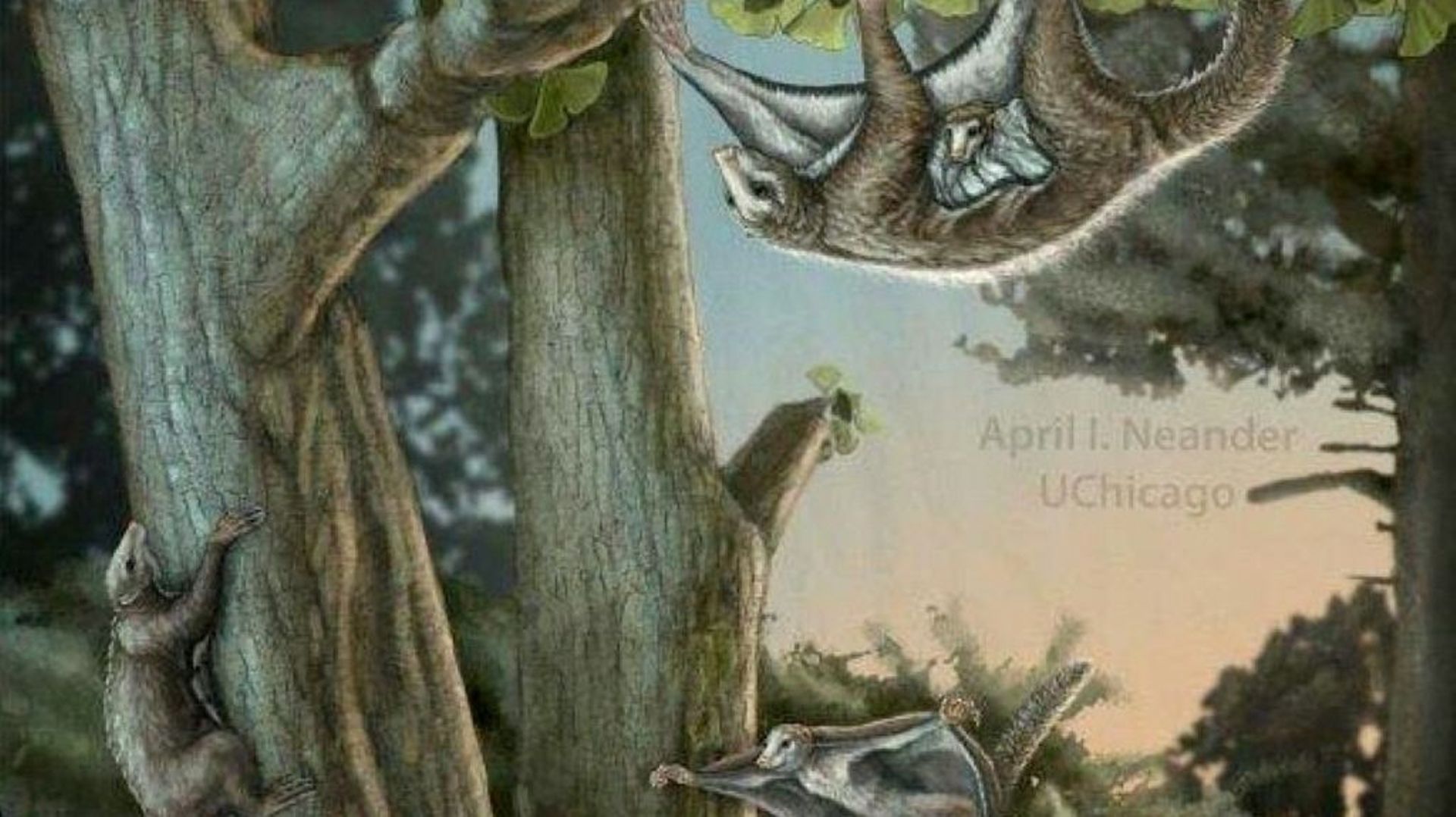 Image fournie par l'Université de Chicago le 8 août 2017 représentant un Maiopatagium, petit mammifère préhistorique, grimpant sur un arbre avec son bébé