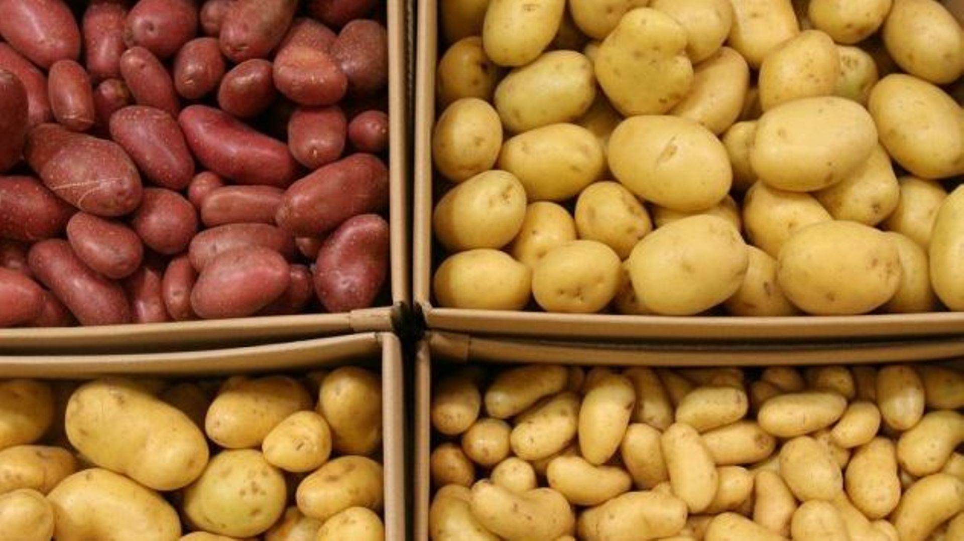 350 espèces de pommes de terre différentes !        
