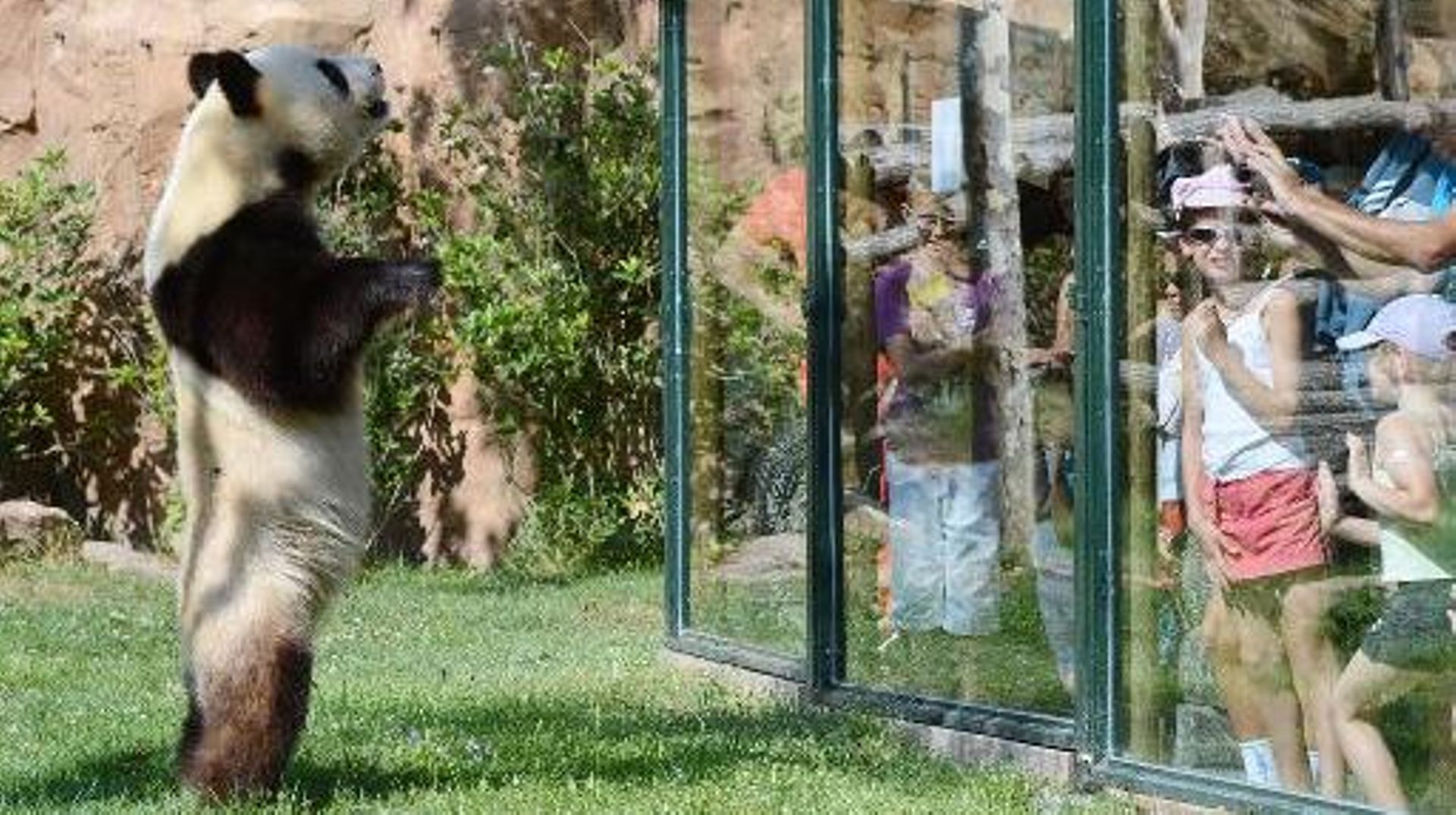 Des visiteurs admirent un panda géant au zoo de Beauval, à Saint-Aignan-sur-Cher, dans le Loir-et-Cher, le 23 août 2012