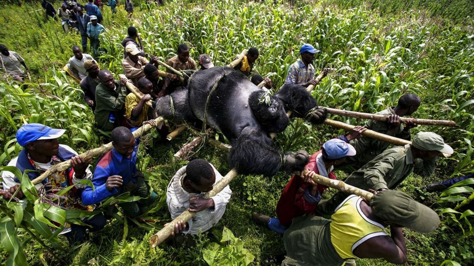 La protection des gorilles au parc des Virunga