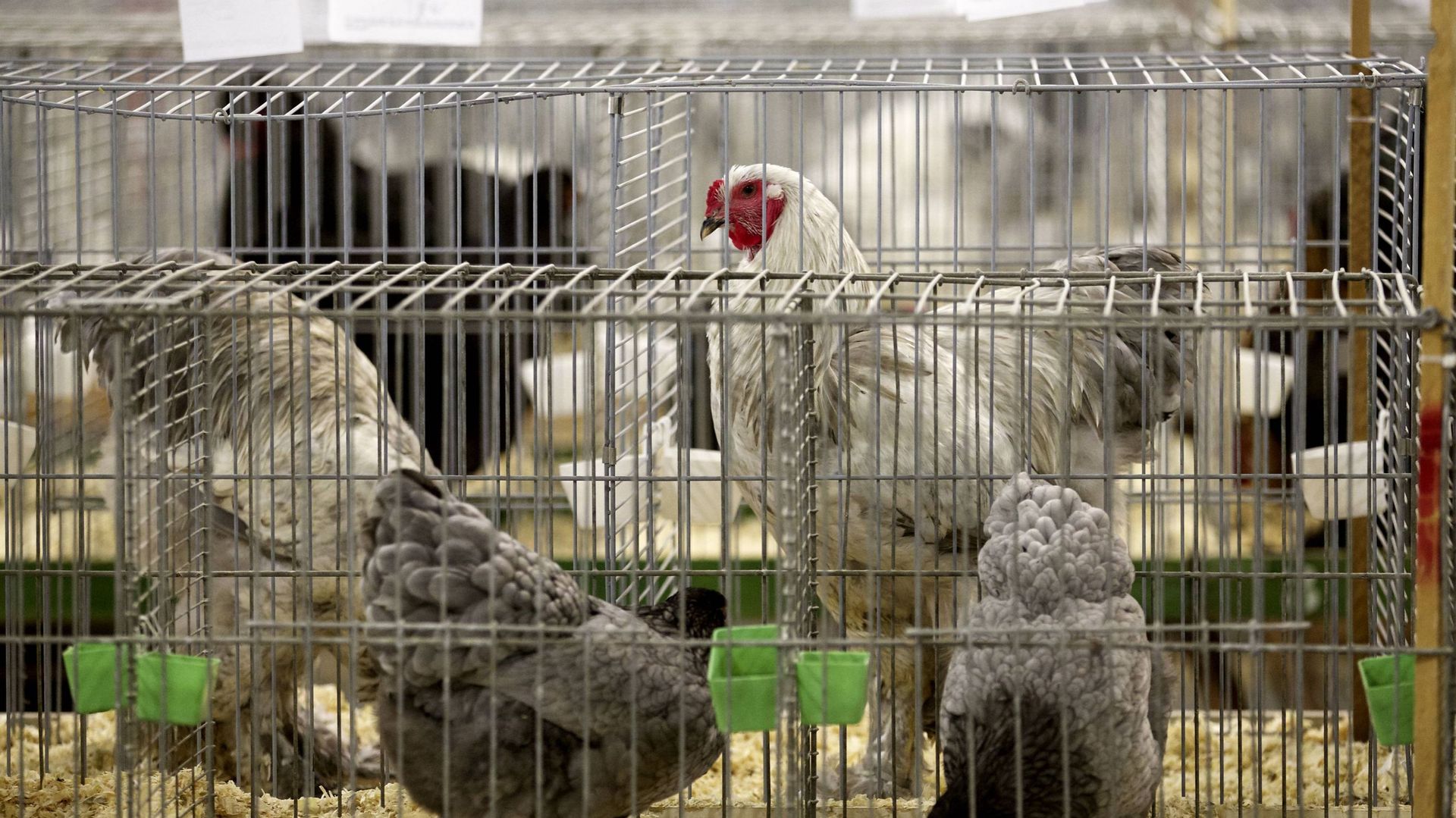 Royaume-Uni: 70% de la viande de poulet contaminée par Campylobacter