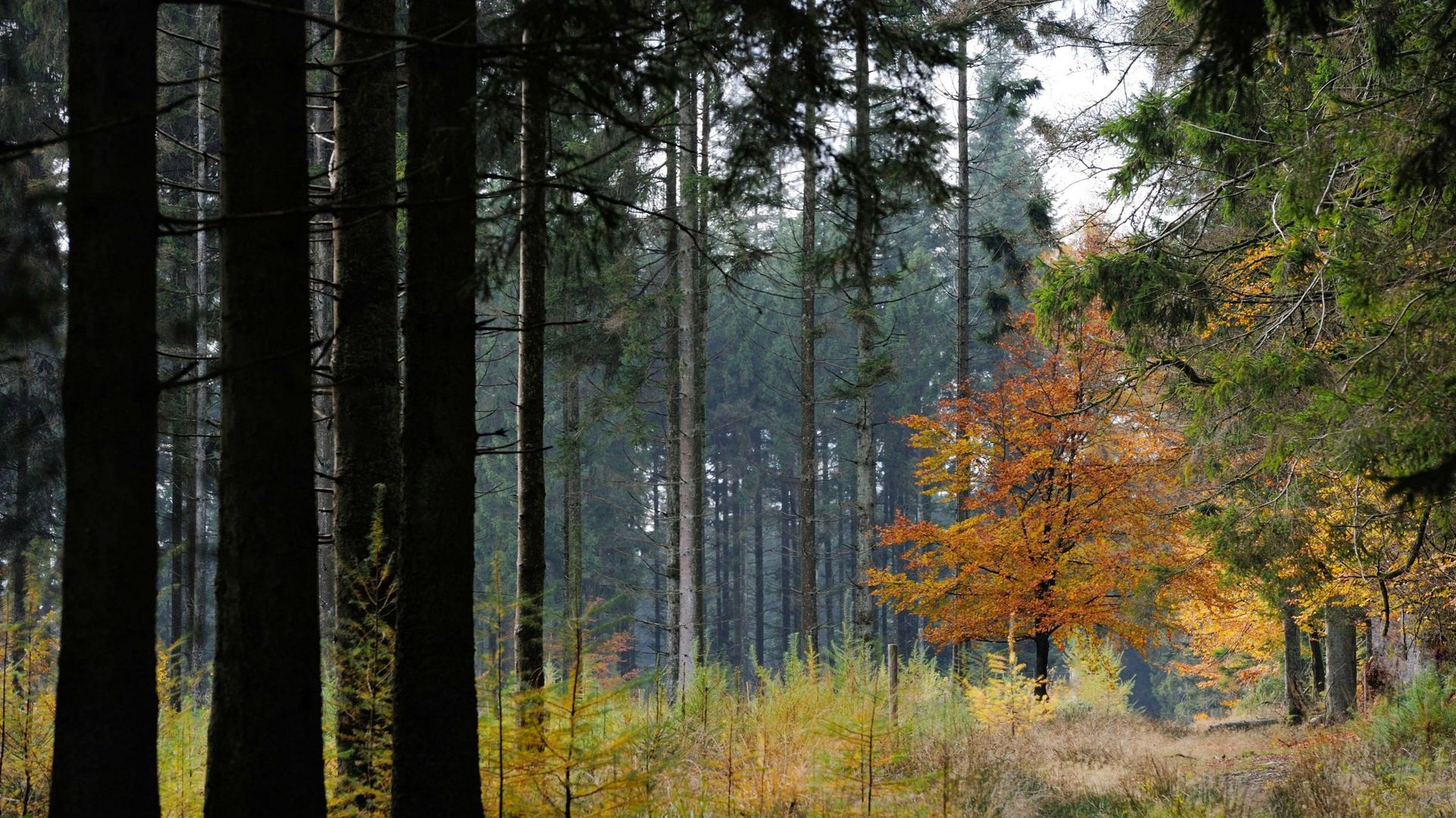 Belgium, Belgian Ardennes, forest of Saint-Hubert