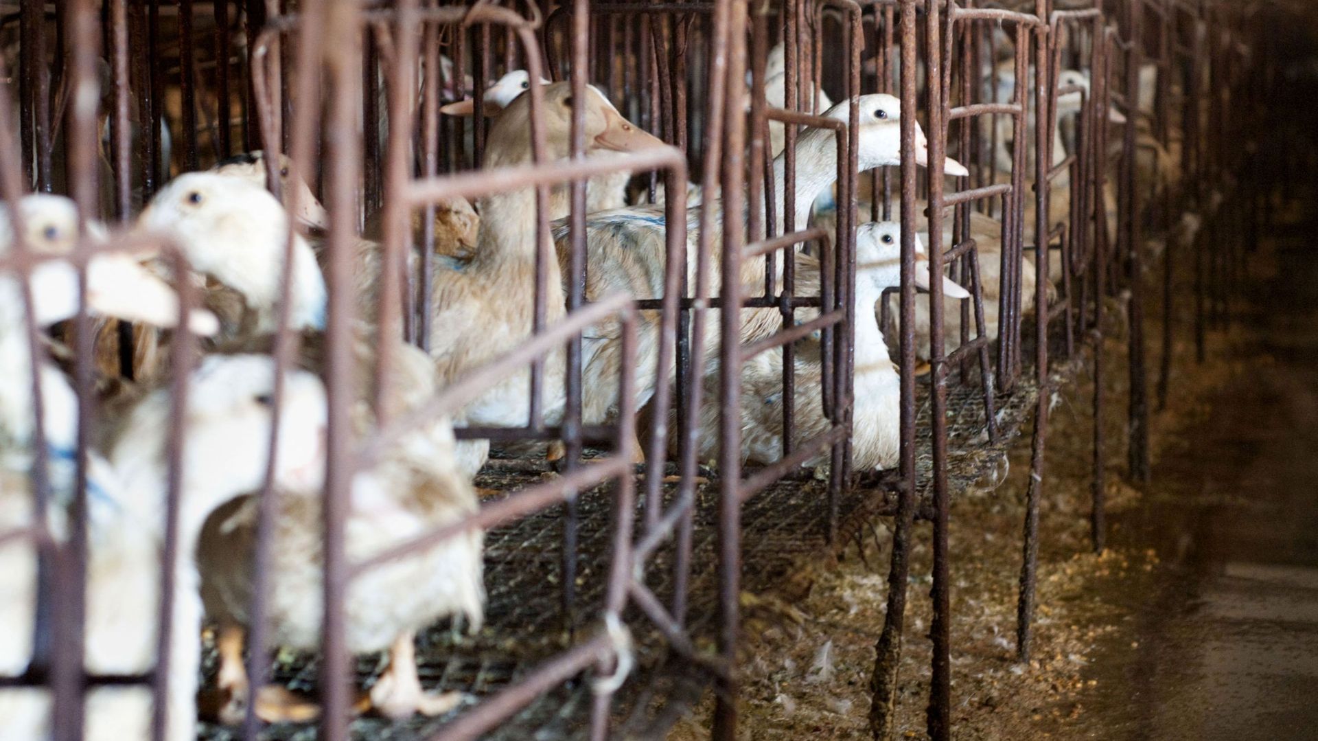 Pays-Bas: 190 000 canards abattus en raison de la grippe aviaire