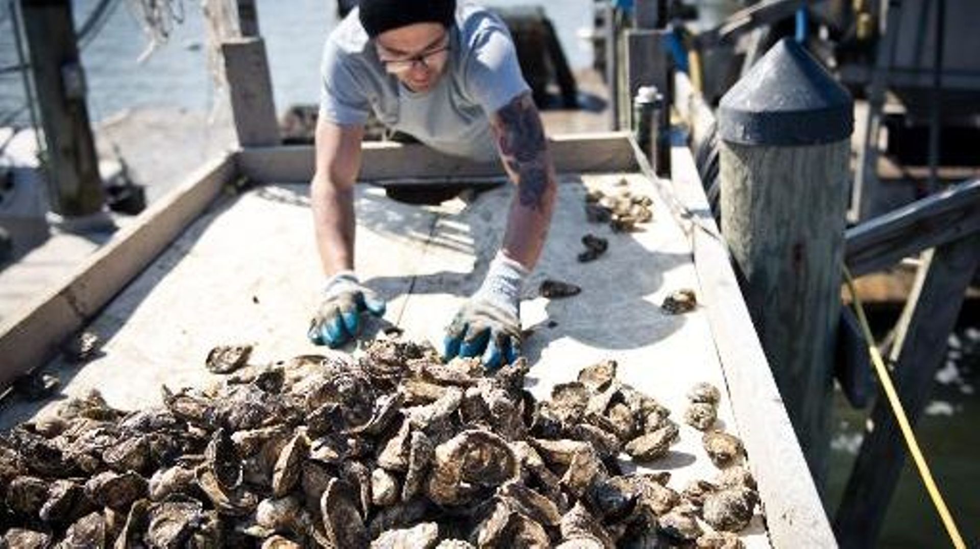 Un employé de la société Hollywood Oyster trie des huîtres le 20 mars 2014 dans la baie de Chesapeake, dans le Maryland