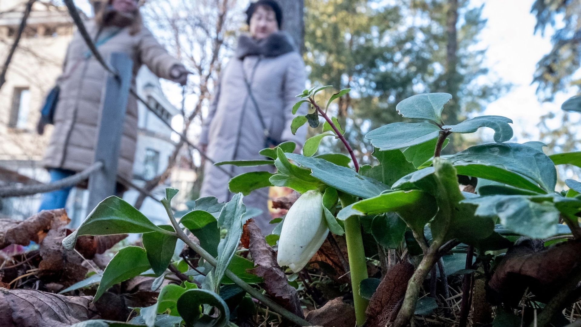 Floraison prématurée au jardin botanique de Moscou, ce 20 décembre 2019.