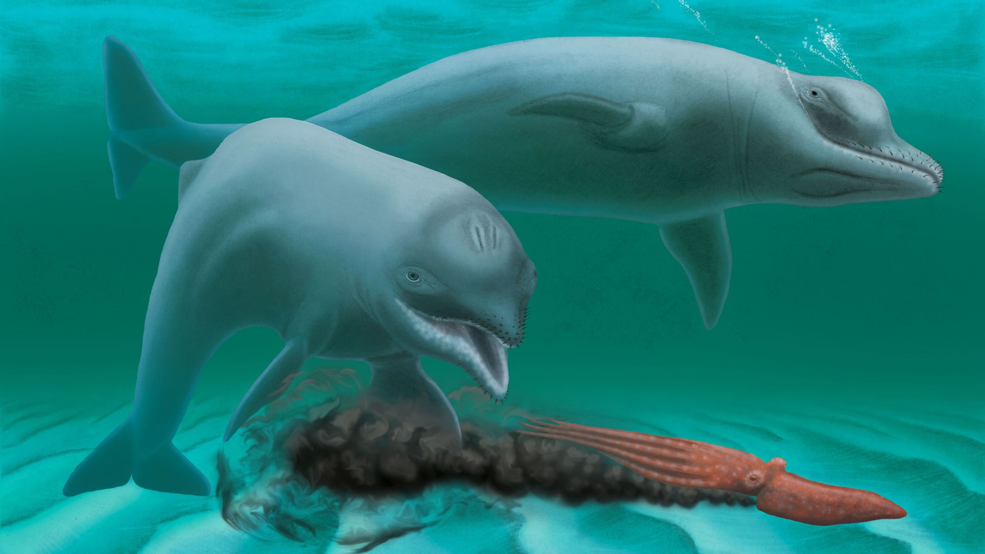 Le curieux animal, baptisé "Inermorostrum xenops", a été découvert par un plongeur dans la rivière Wando en Caroline du Sud aux Etats-unis.