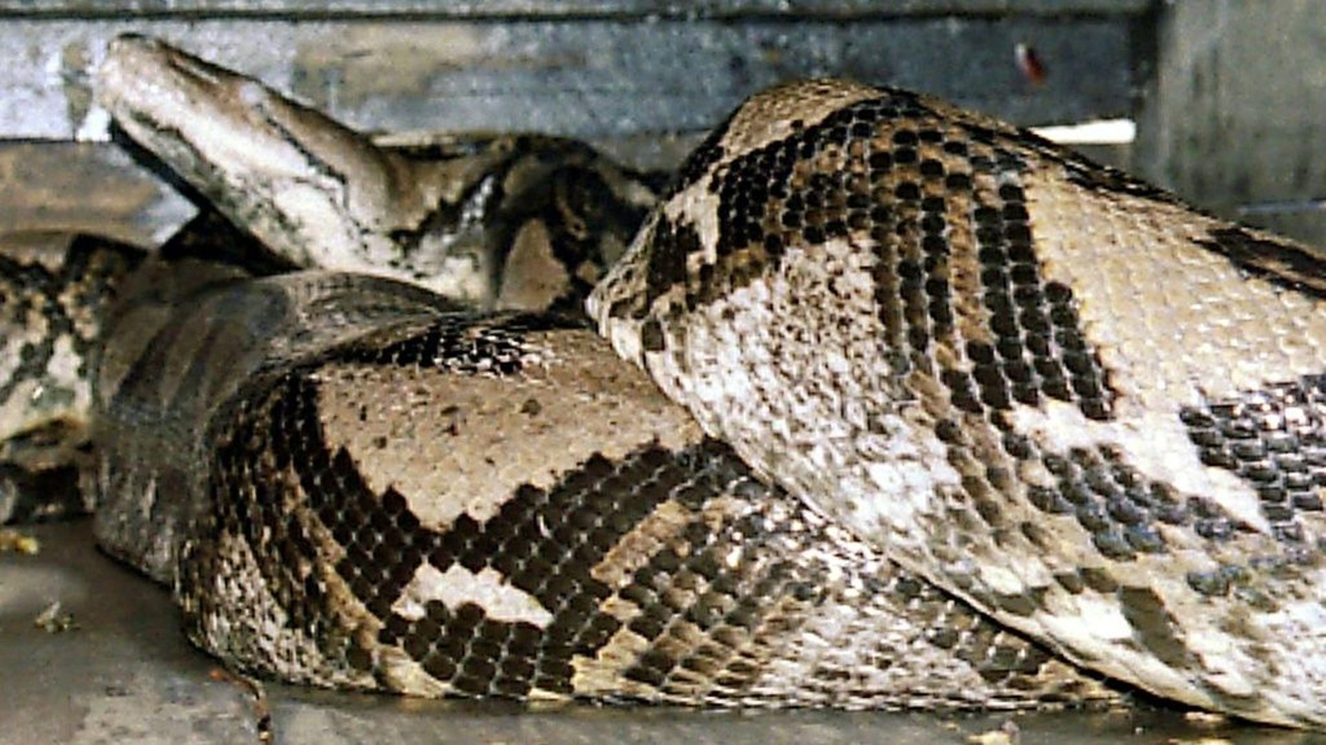 Un python géant photographié au zoo de Kendal à Java (Indonésie) le 29 décembre 2003