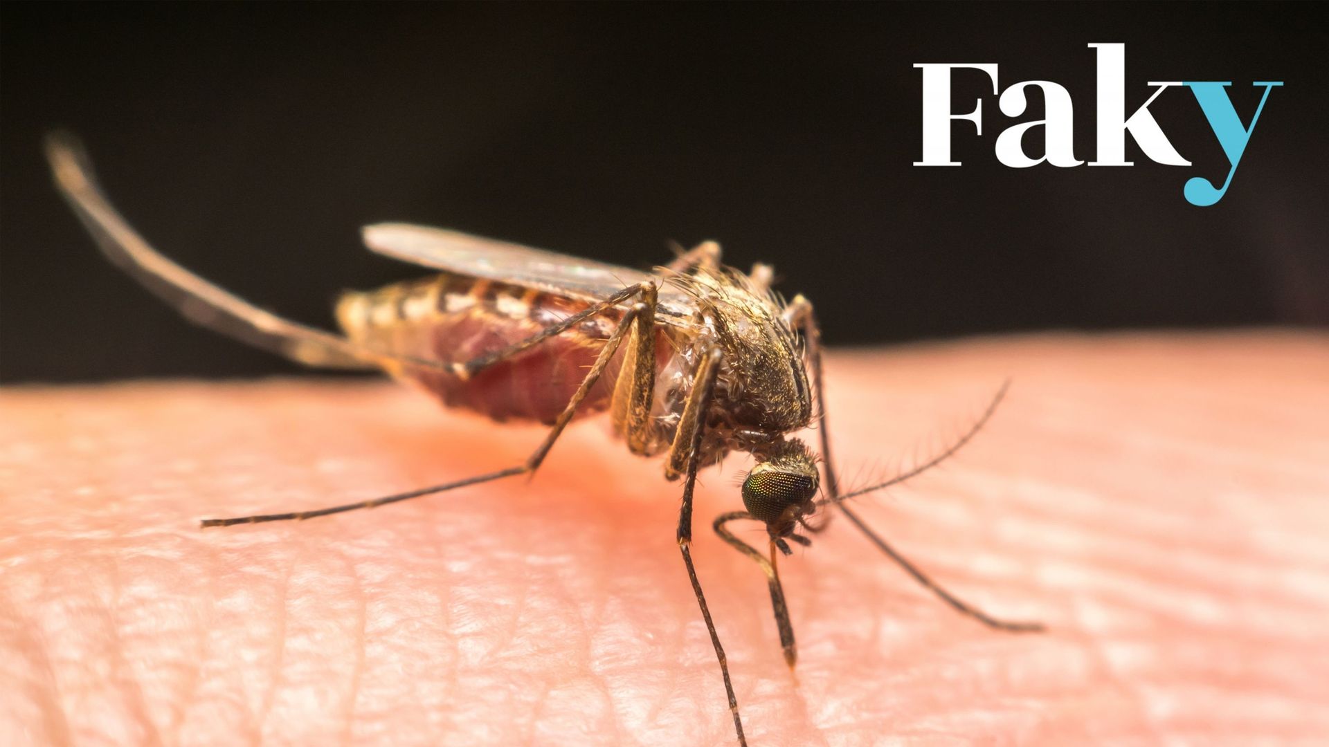 Image d’illustration d’un moustique en train de piquer un humain.