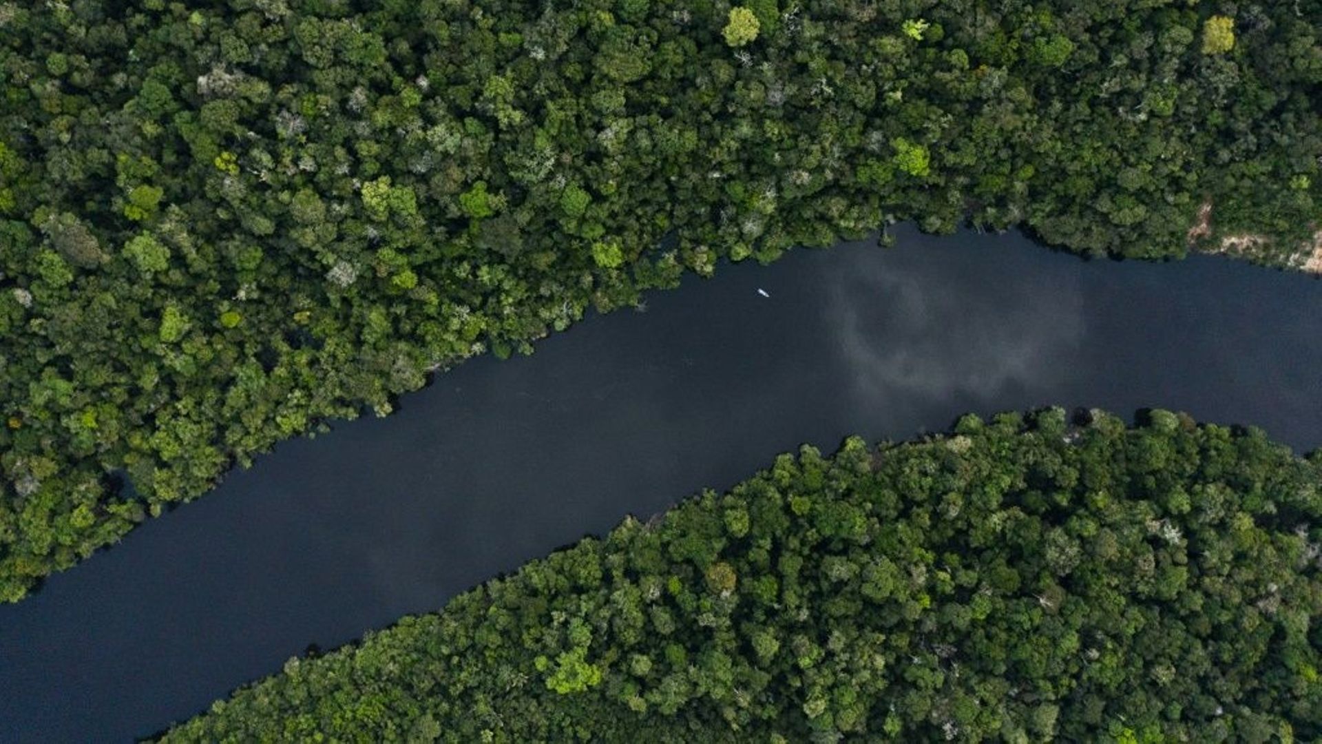 Biodiversité au Brésil : course contre la montre des scientifiques en Amazonie.