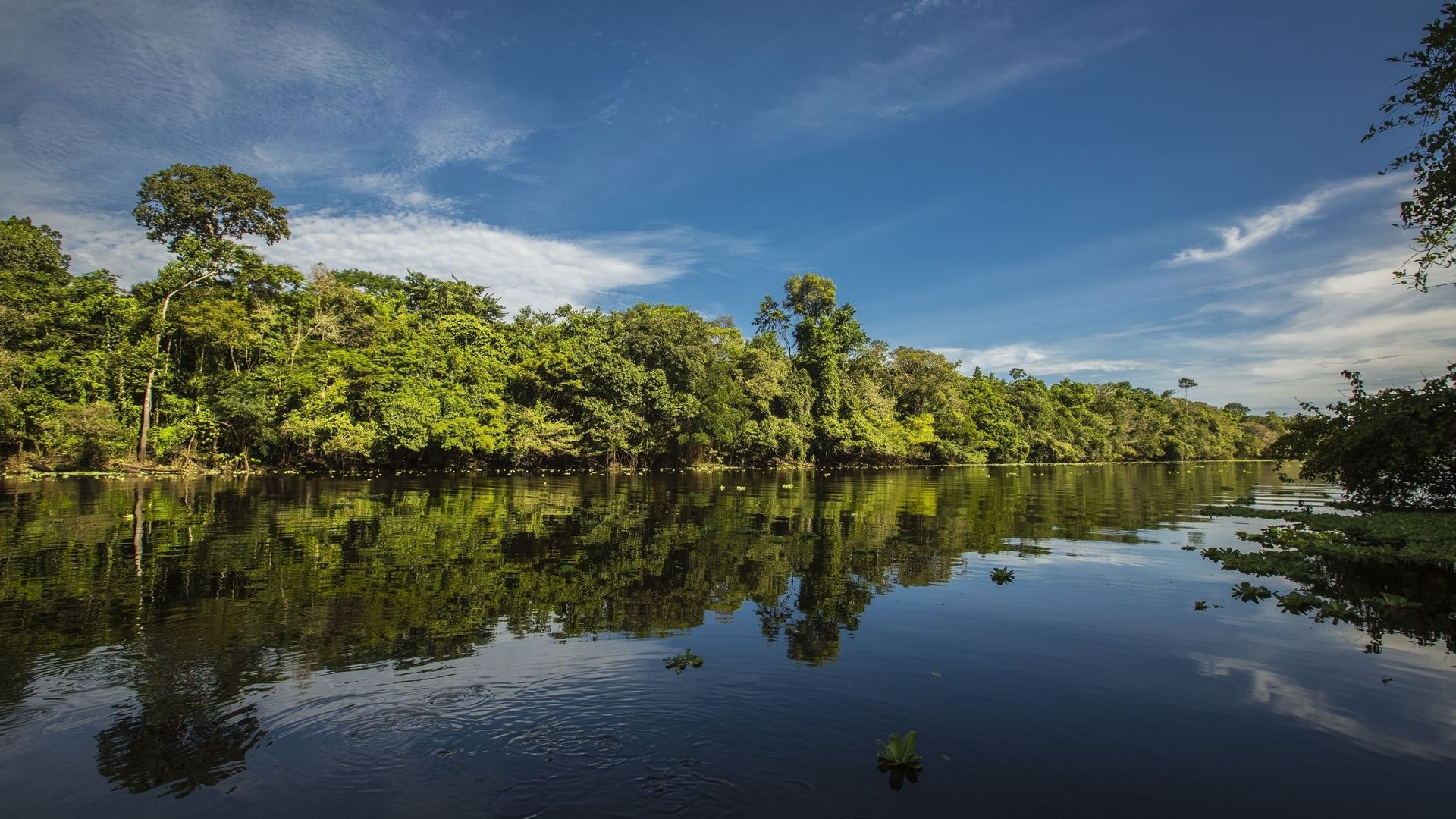 La forêt amazonienne en train de devenir source de CO2, selon une étude.