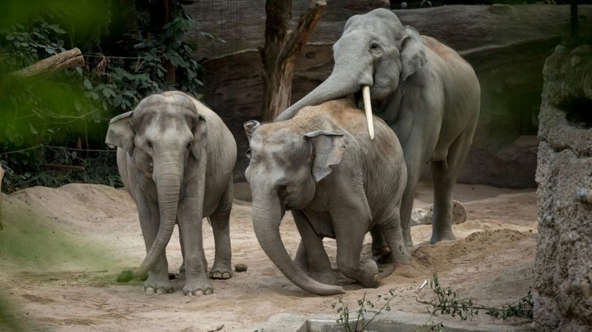 Des éléphants d'Asie dans leur enclos du zoo de Zurich, le 27 juillet 2022 en Suisse