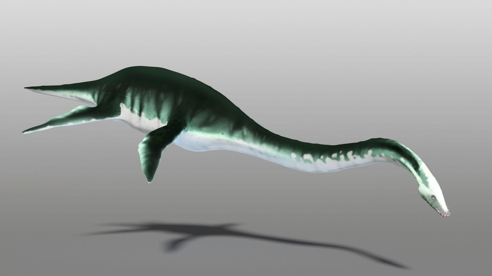Artwork of a plesiosaur