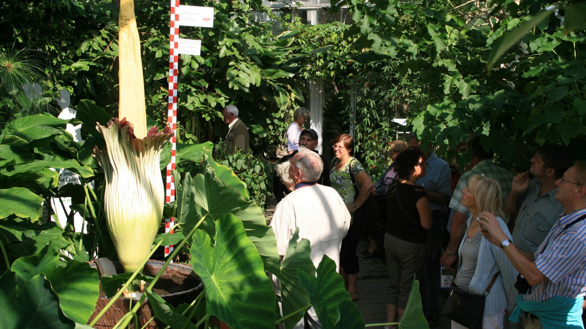 Le Jardin botanique national de Meise devient flamand, après approbation de la Fédération Wallonie-Bruxelles