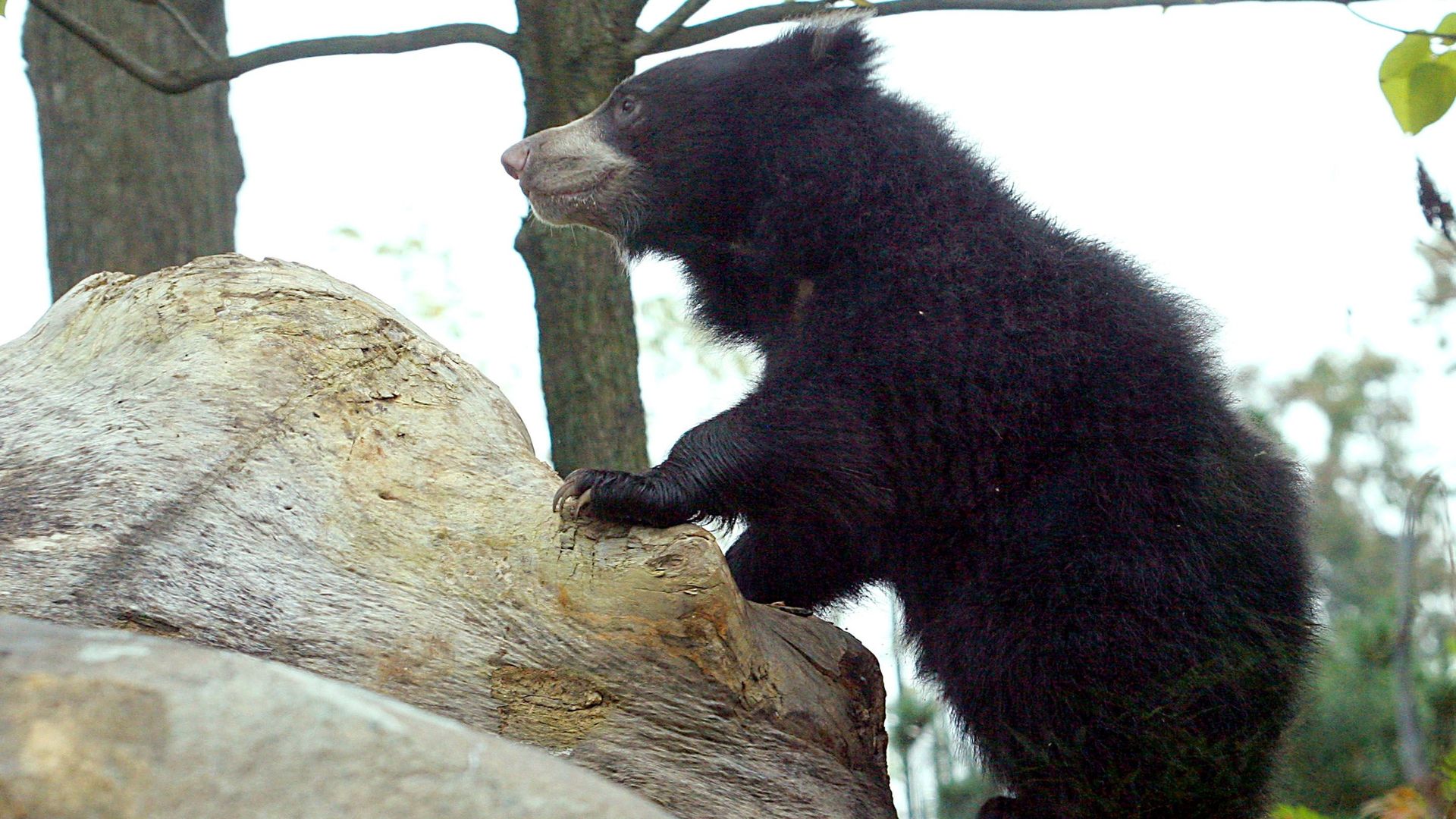 Un ours lippu dans un zoo de Washington