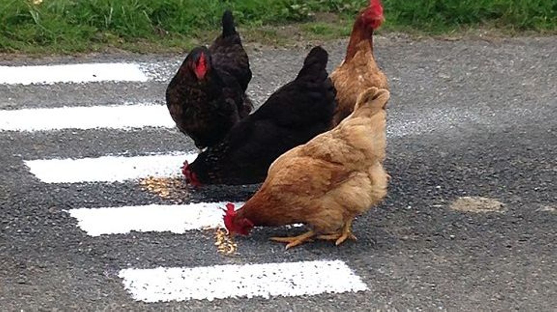 Laisser courir les poules sur la rue pour ralentir la circulation, c’est la théorie du Nudge, ou comment influencer un comportement.