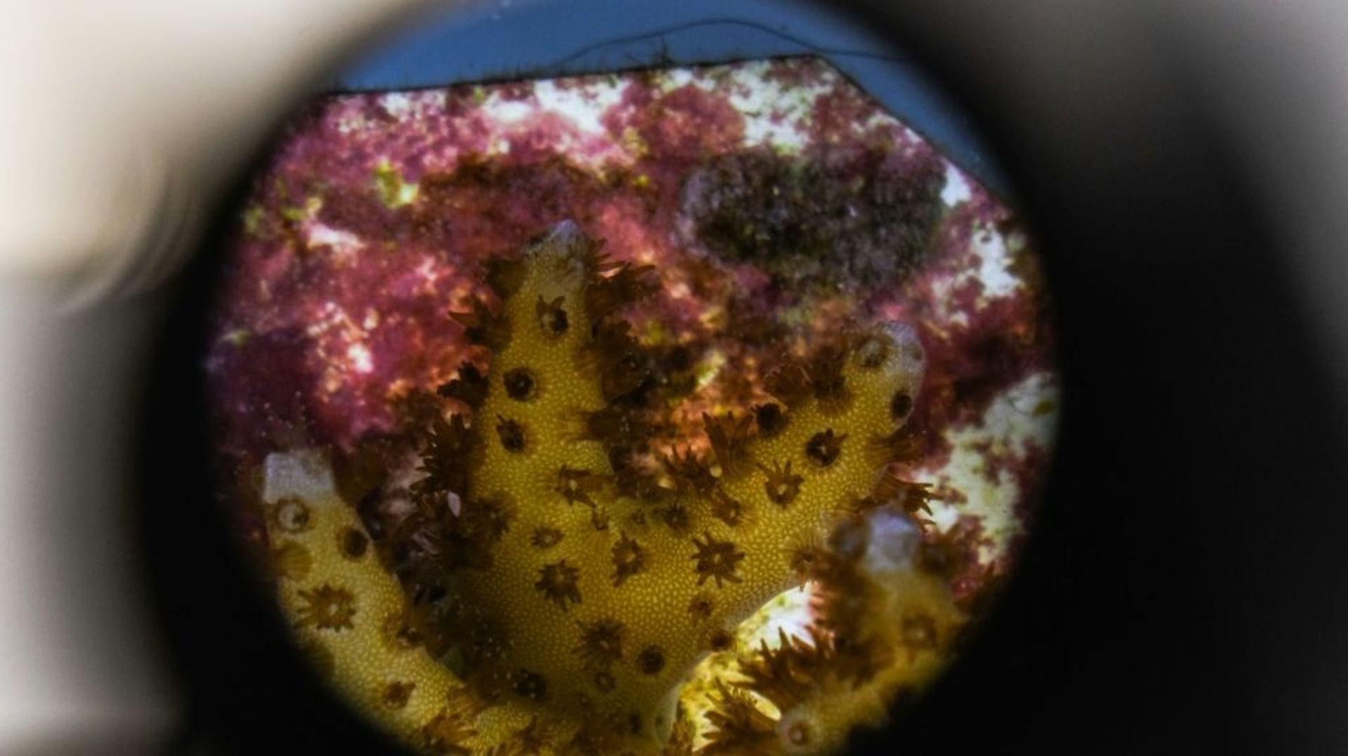 Des coraux examinés au microscope dans un laboratoire du Rosenstiel School of Marine, le 27 octobre 2021 à Miami, en Floride