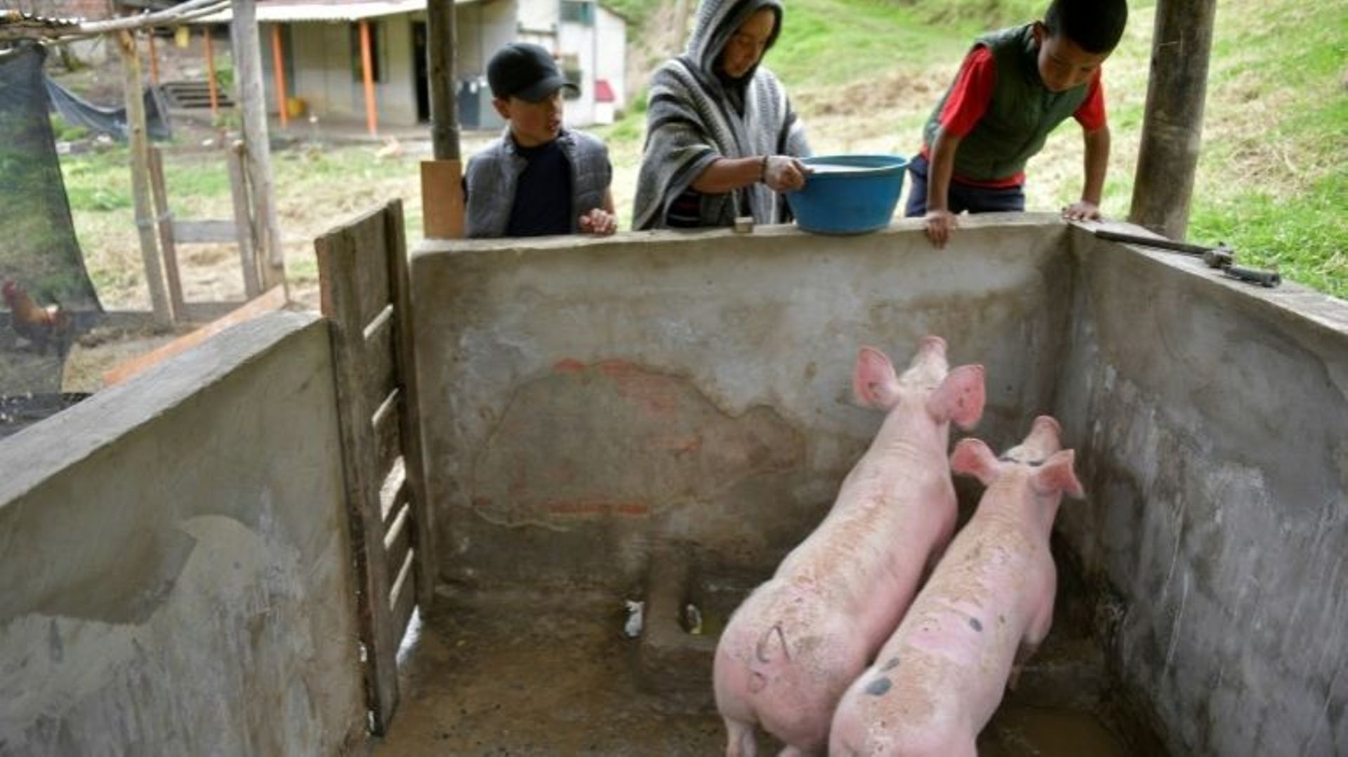 Nubia Gaona et ses fils Jaime Alejandro et Arley David nourrissent leurs cochons dans leur ferme de Chipaque, en Colombie, le 6 juin 2020.