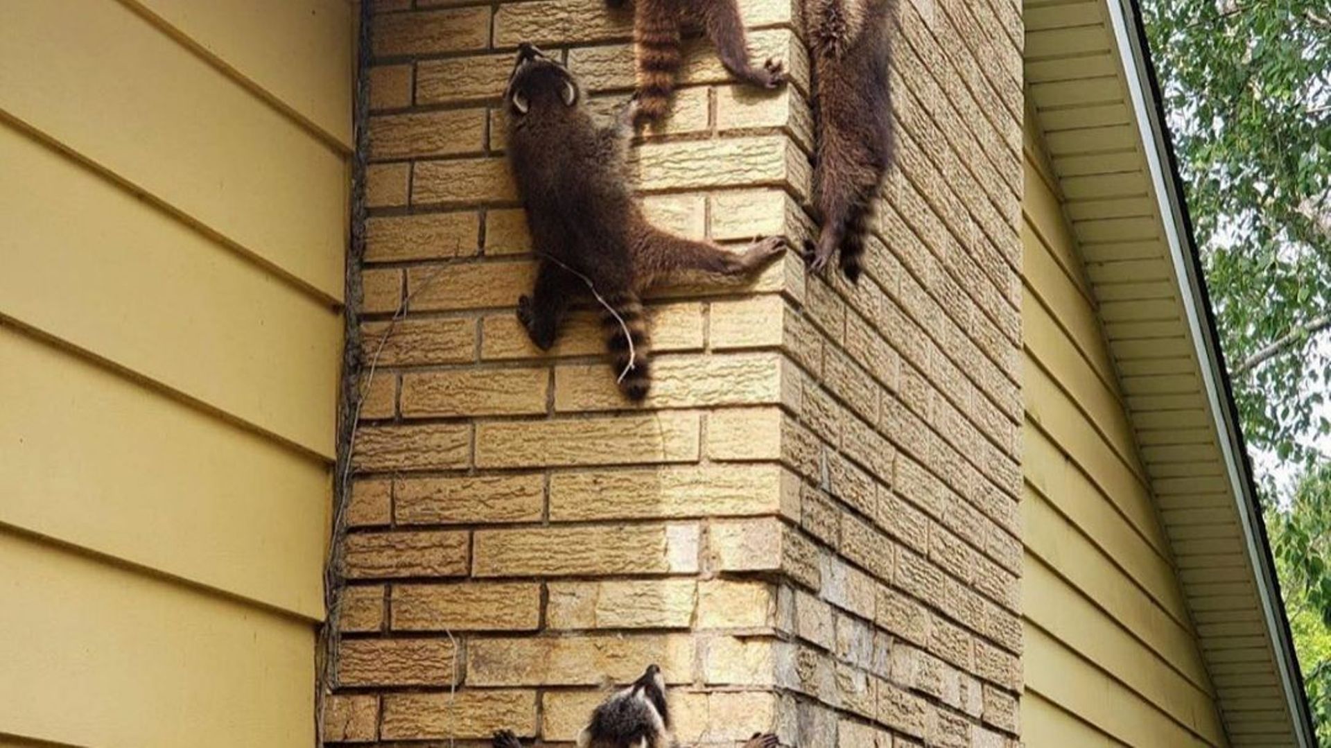 Les ratons laveurs adorent s'abriter sous les toits des maisons et font du dégât