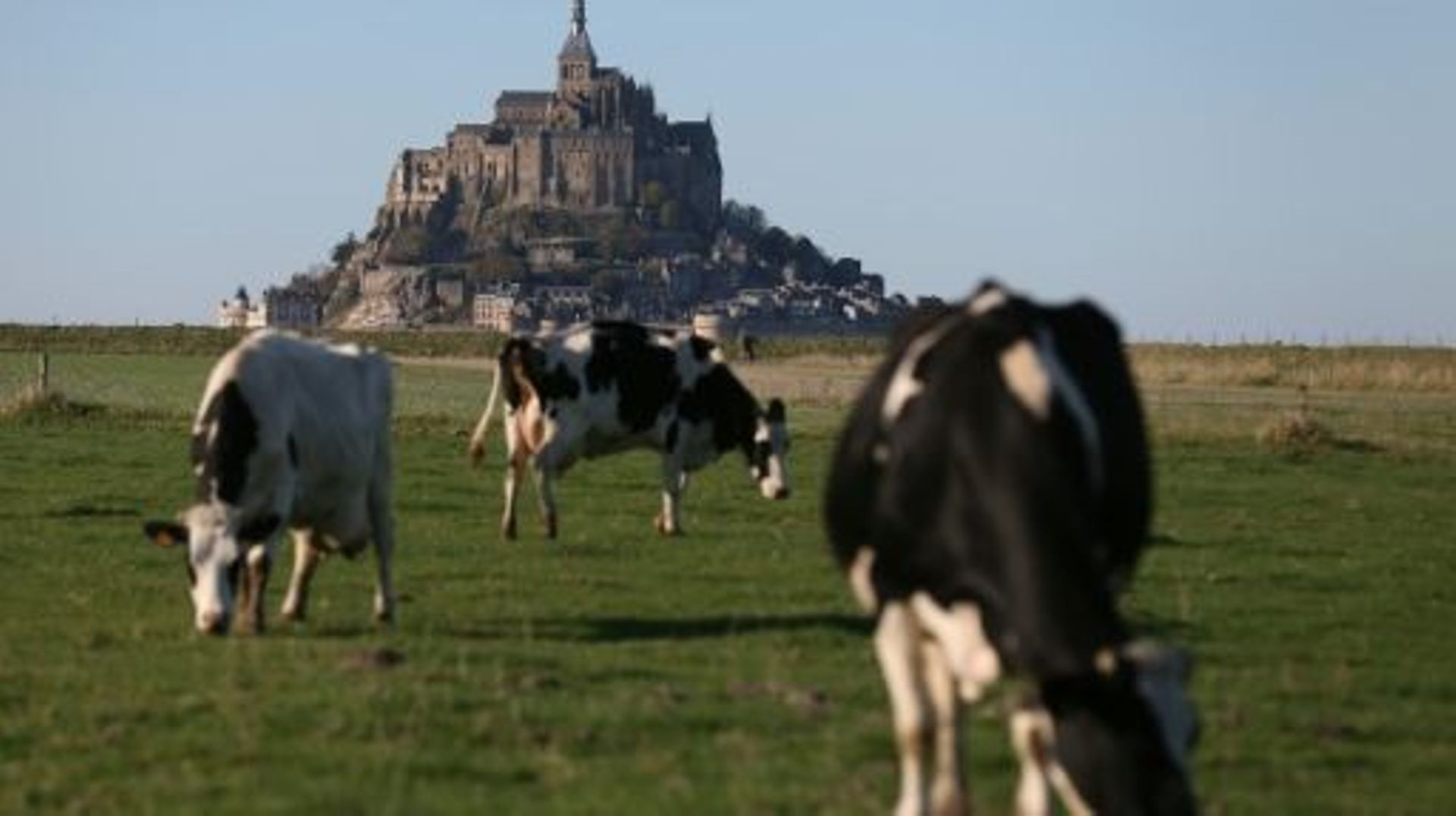 Des vaches paissent le 31 octobre 2015 en face du Mont-Saint-Michel
