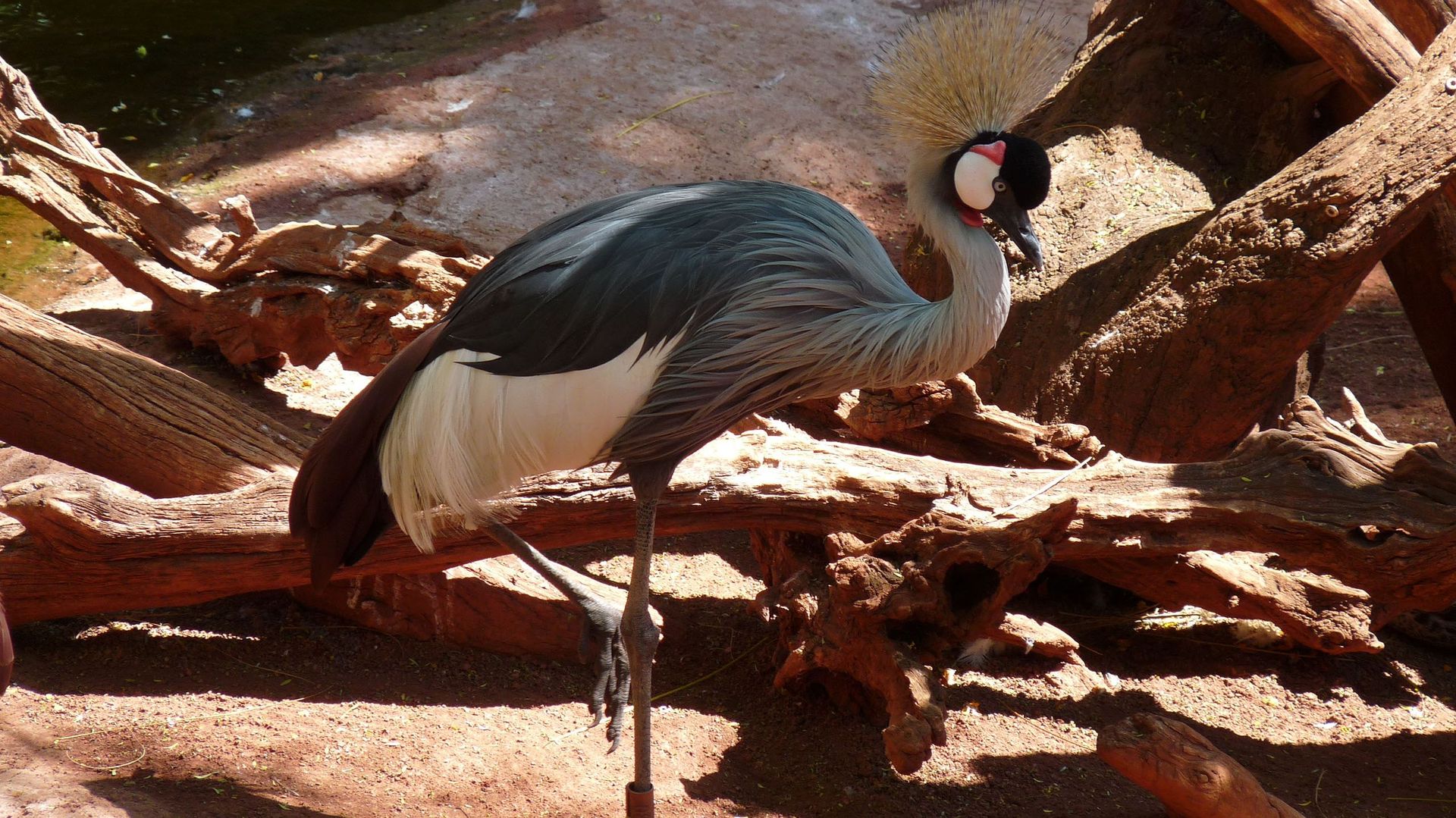 La grue couronnée est l’une des espèces d’oiseaux menacés dont le chant peut être entendu sur l’album "A Guide to the Birdsong of Western Africa".
