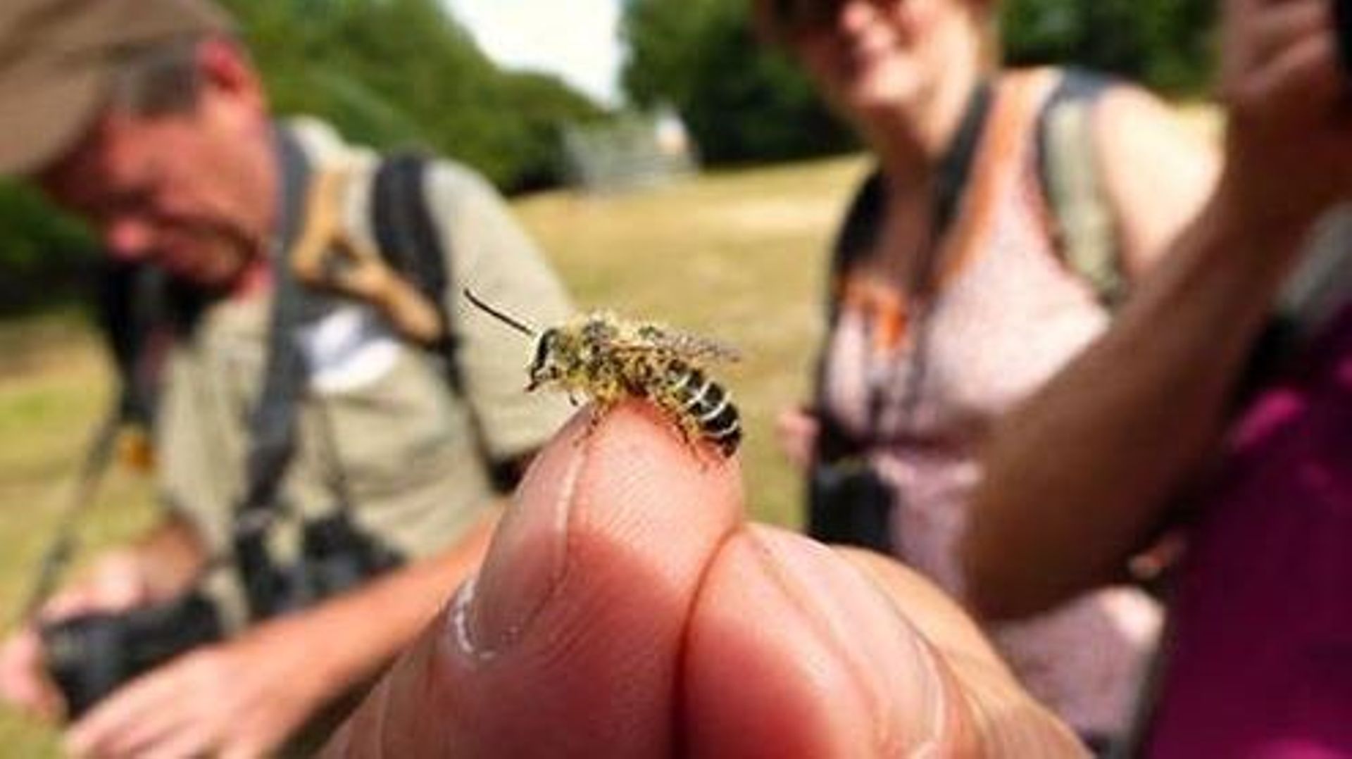 Abeilles, Syrphes et Papillons : Sauvons nos pollinisateurs 