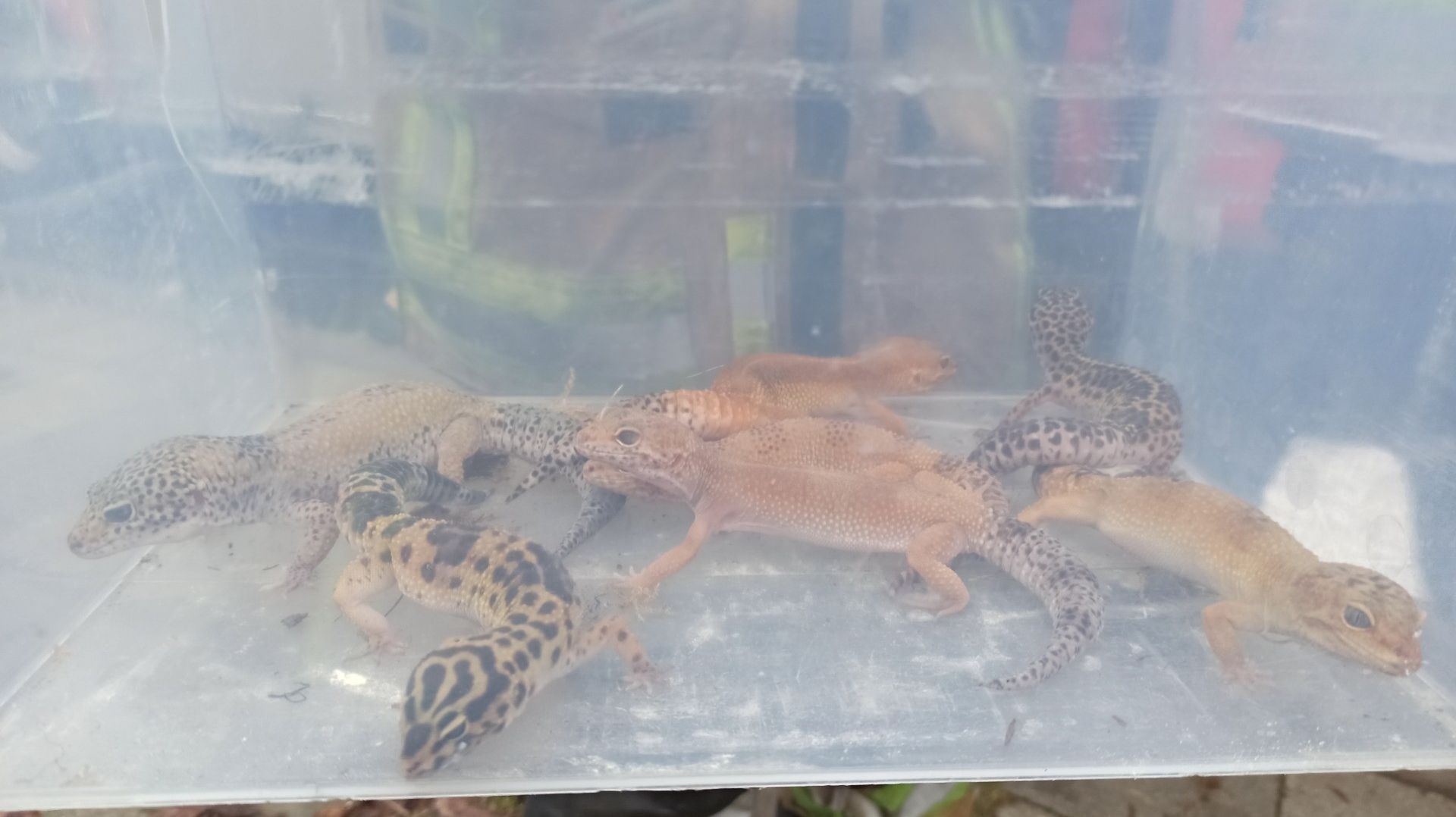 Un vivarium de geckos emmené par un pompier