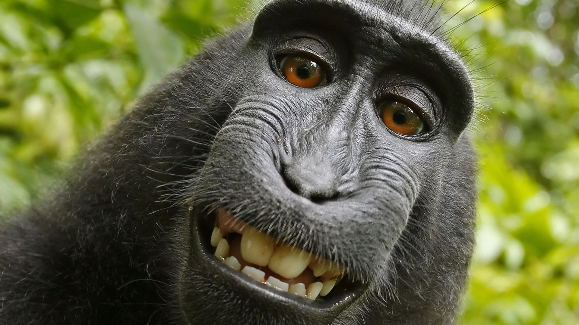 Monkey takes selfie