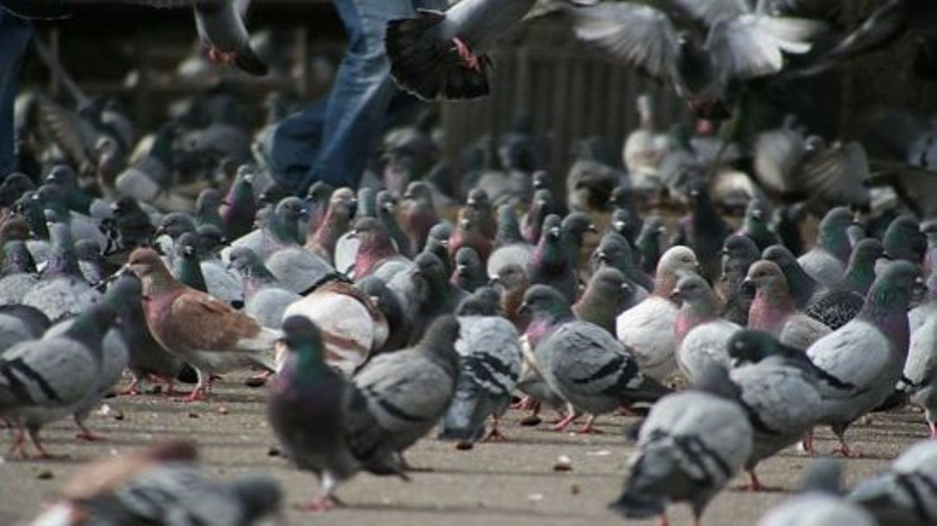 Extermination des pigeons à Charleroi !