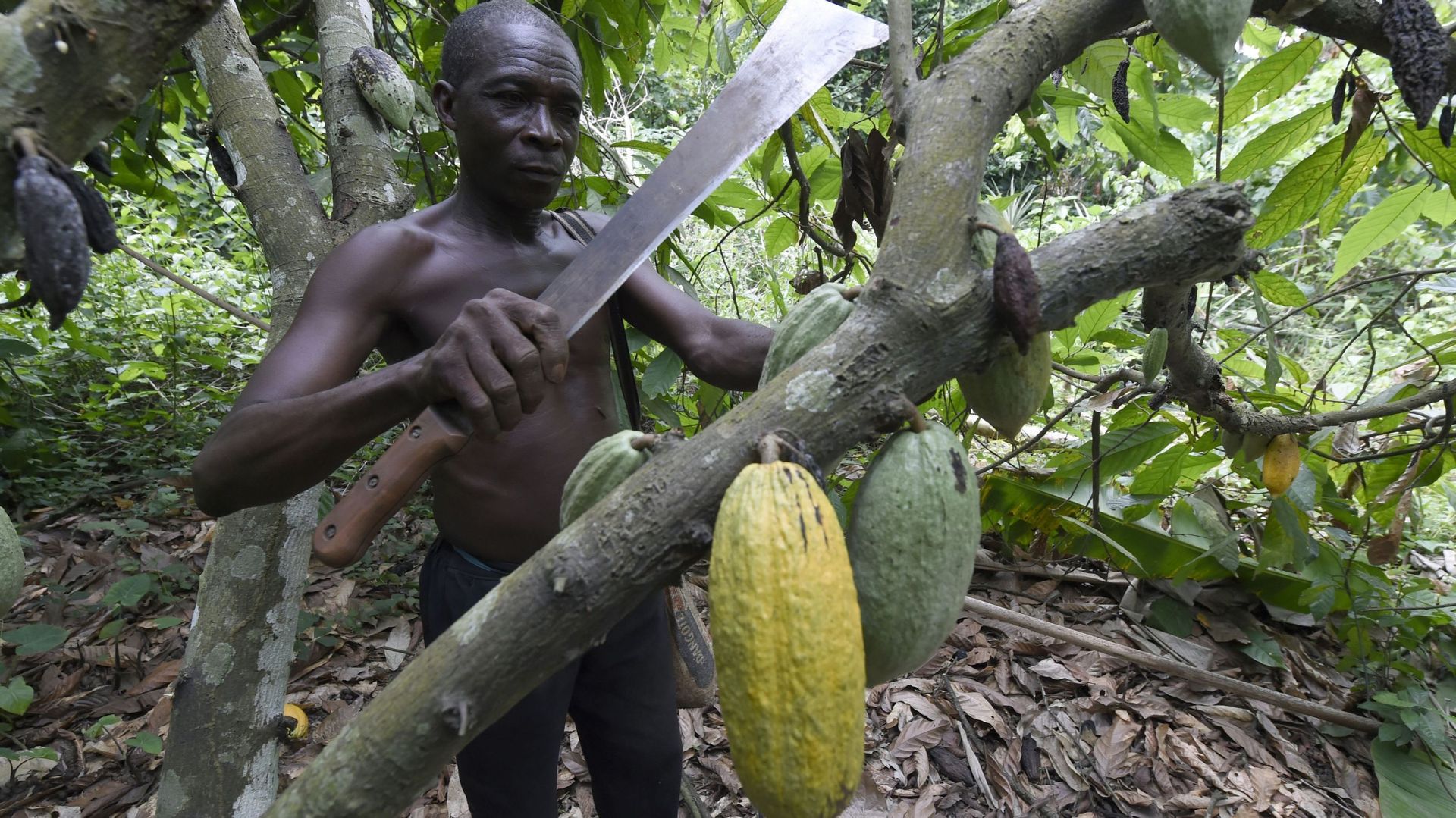 Ce sont souvent des petits producteurs qui cultivent le cacao