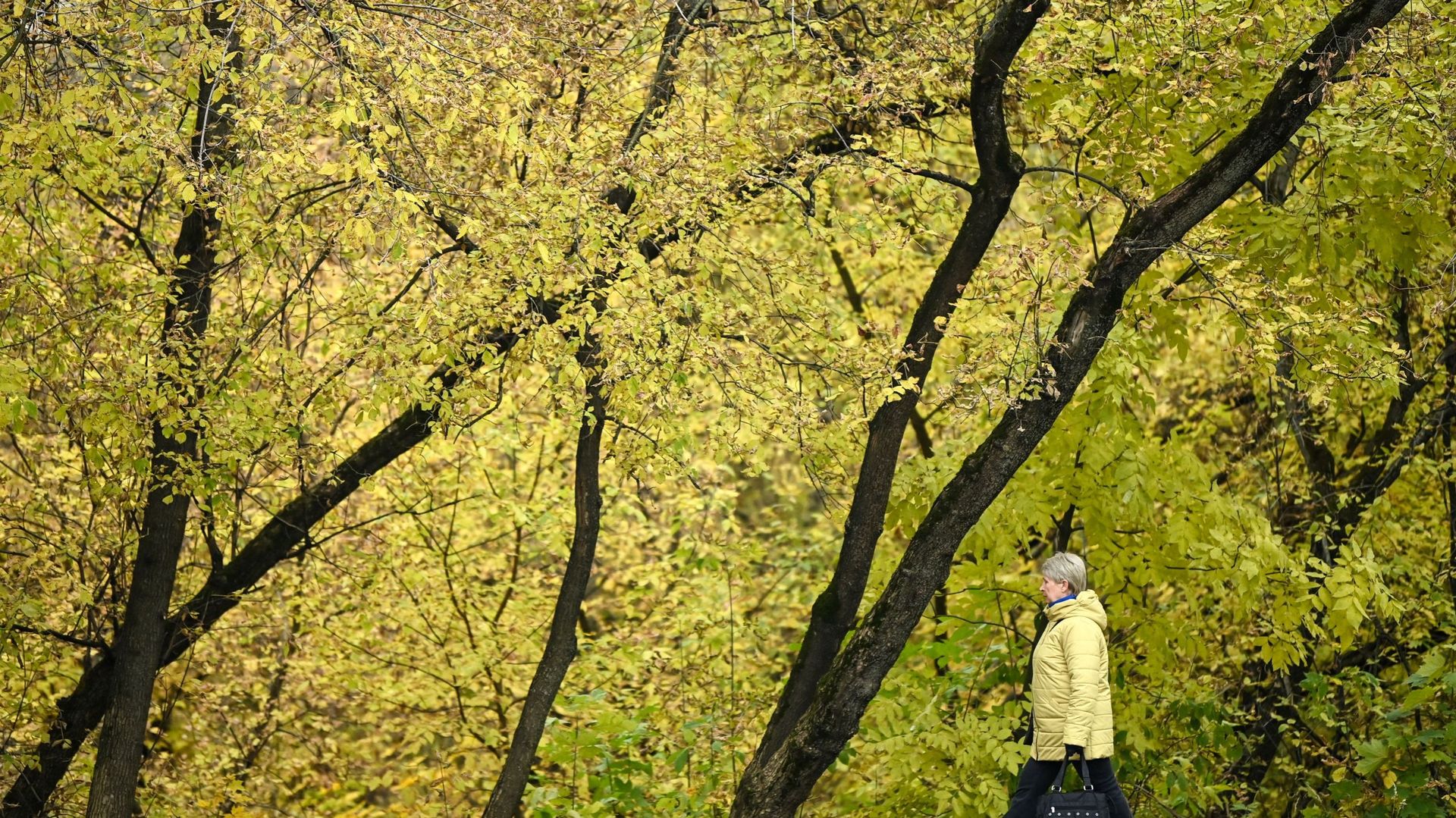 Paysage d'automne dans un parc de Moscou, en octobre 2021 (illustration)