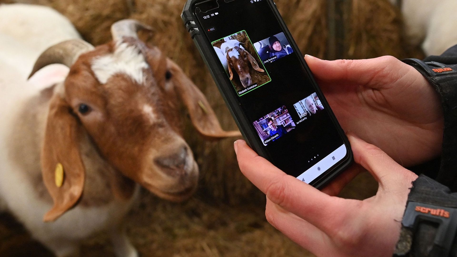 La fermière Dot McCarthy filme une de ses chèvres pour un appel de zoom à Cronkshaw Fold Farm, Rossendale, nord-ouest de l'Angleterre, le 9 février 2021.