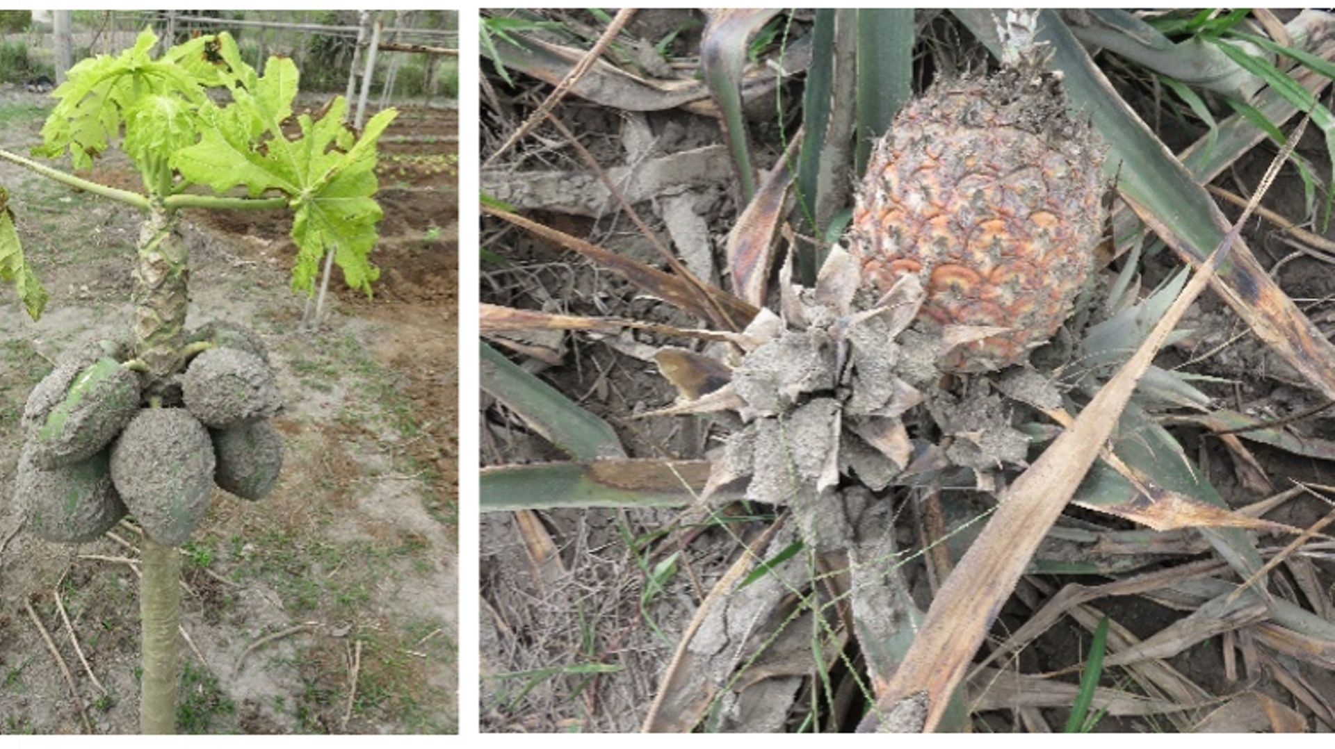 Cultures de papayes et d'ananas, aux alentours du Volcans Taal, recouvertes de cendres . 