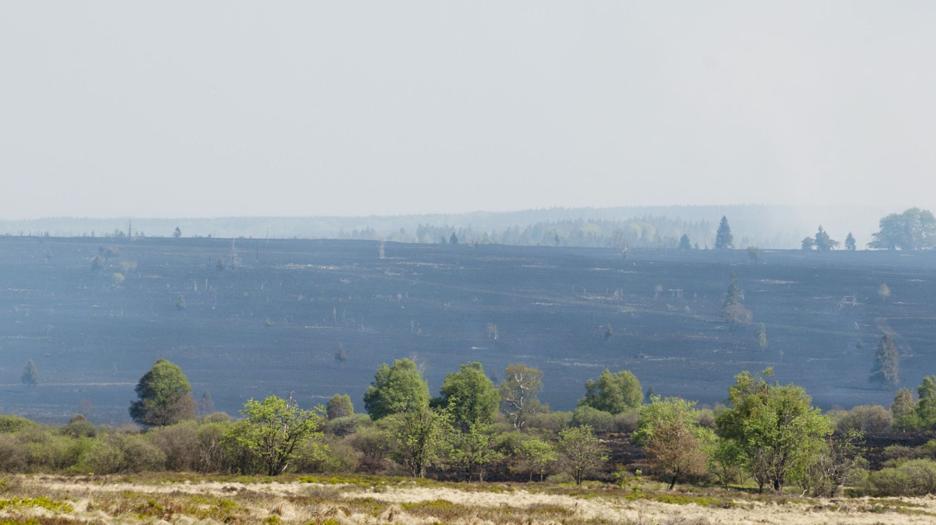 En 2011, la réserve des Hautes Fagnes avait té touchée par des incendies