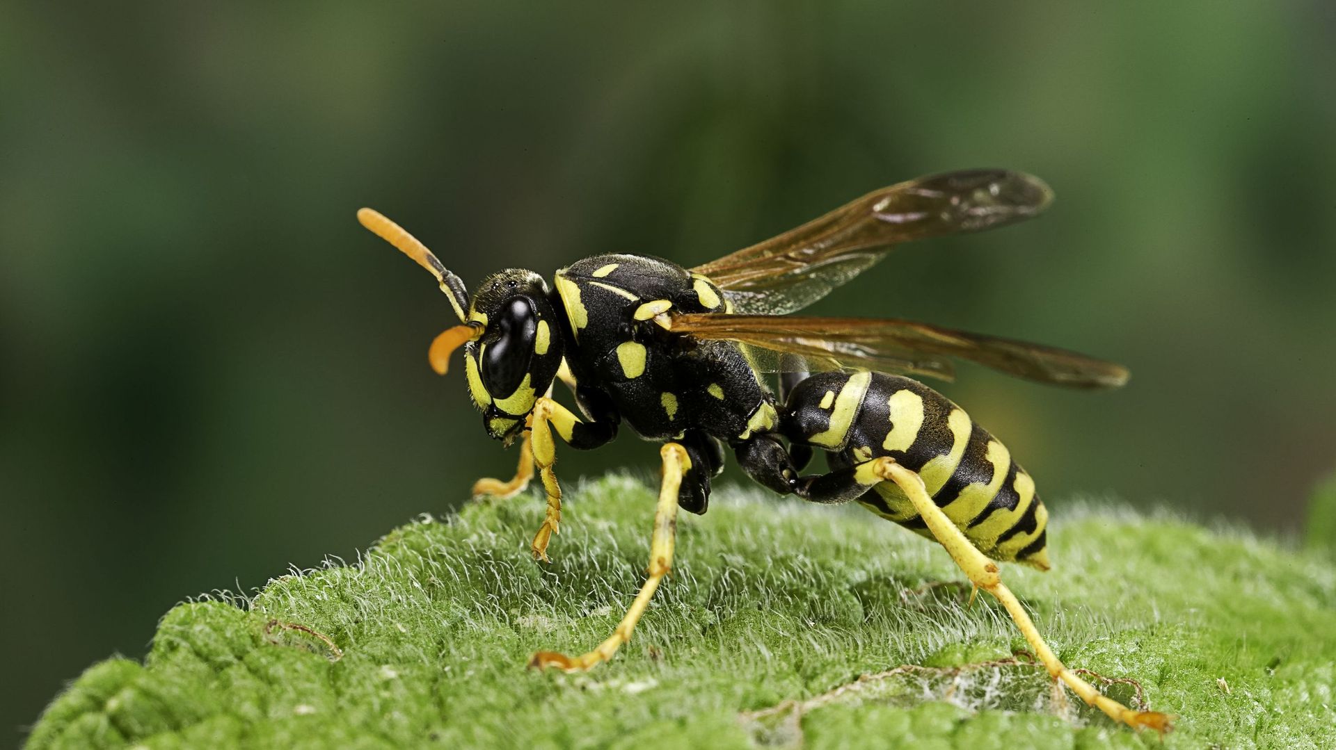 Polistes dominula (european paper wasp)