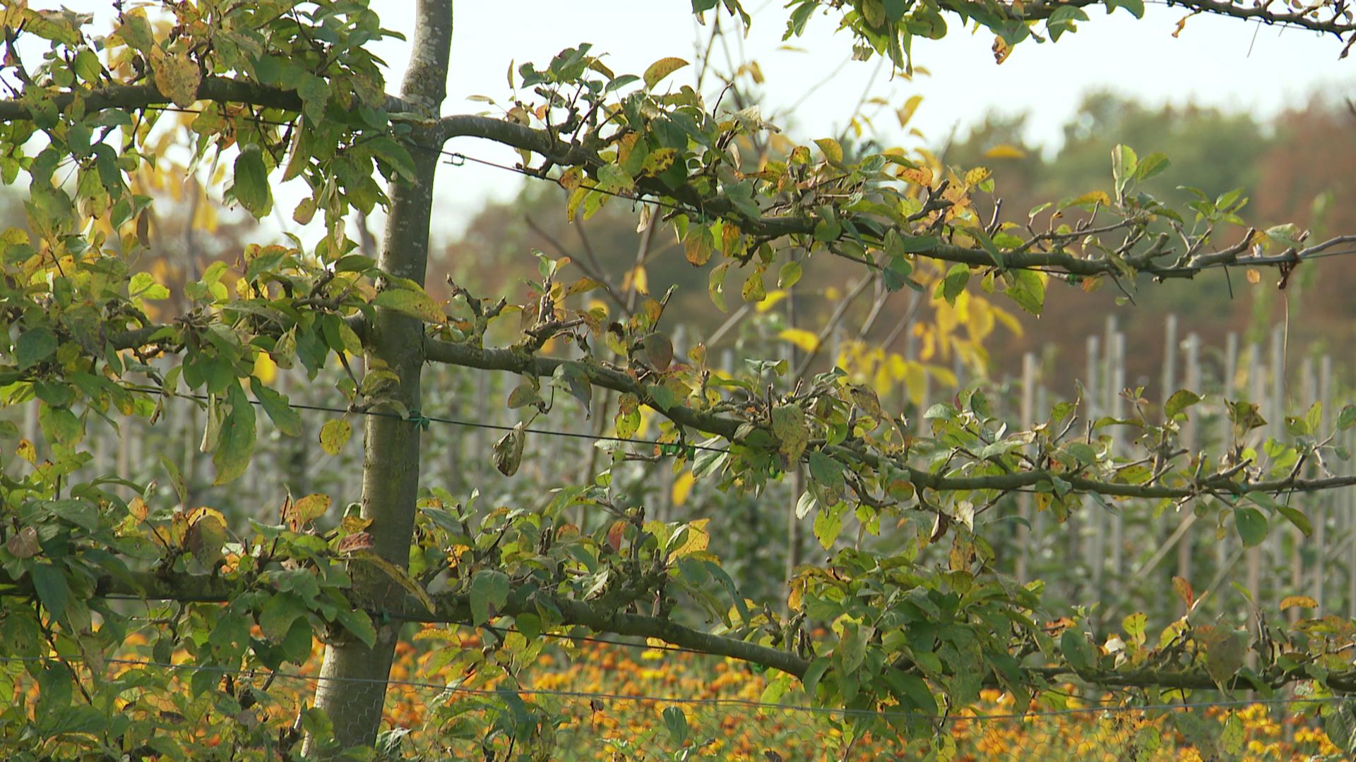 Les pépinières d'Enghien perpétuent la tradition des arbres fruitiers palissés  