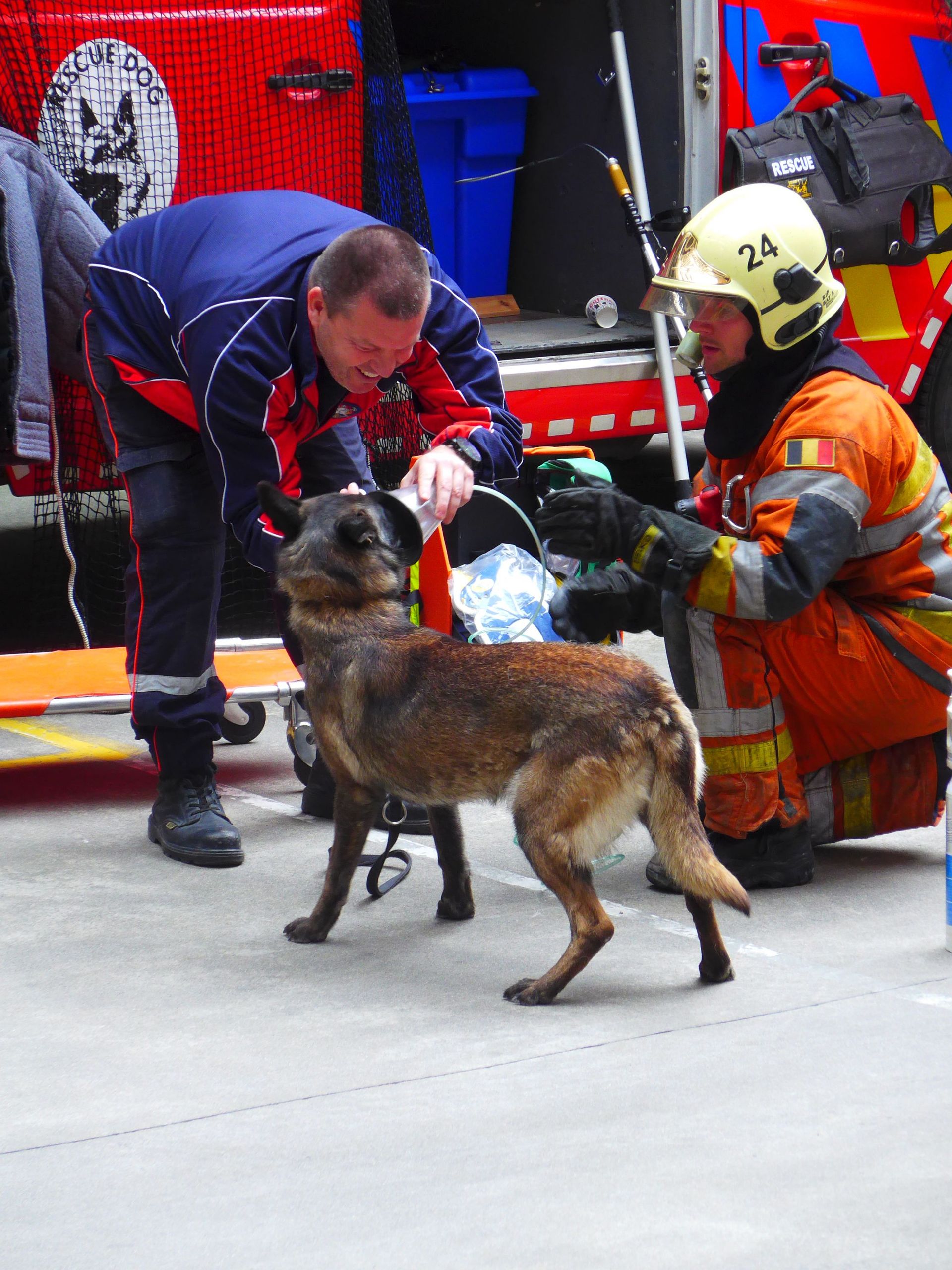 Les pompiers au secours d'un chien