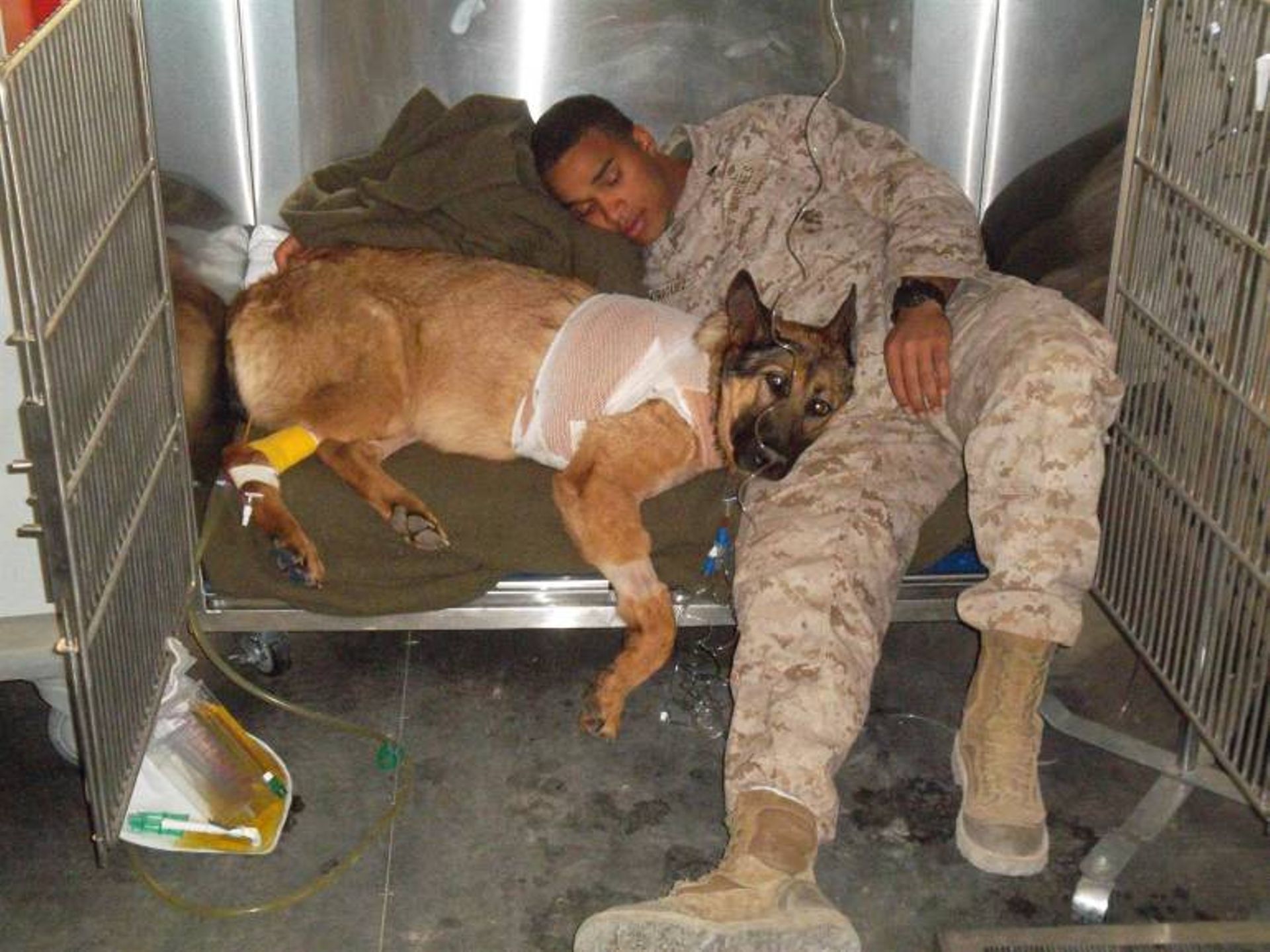 Le chien Lucca, mutilé en Afghanistan, décoré de la plus haute médaille militaire  